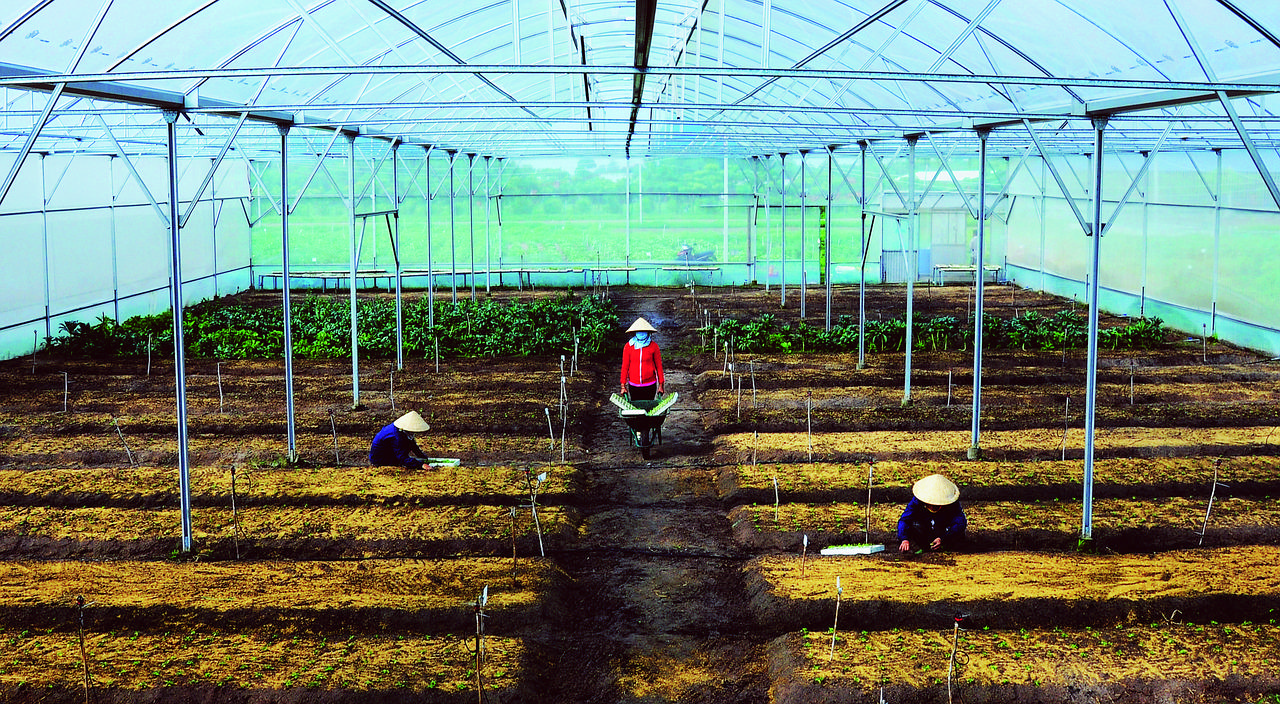 大棚每亩育苗多少株