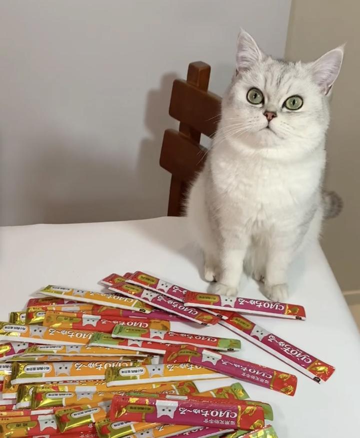 新手养猫--如何挑选猫条 - 知乎