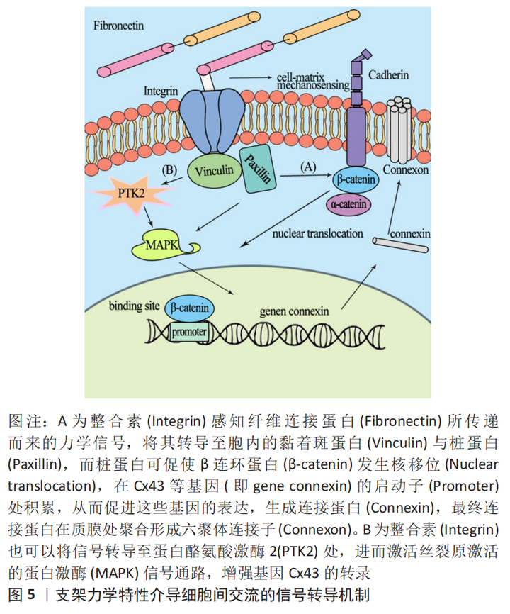 细胞外基质力学微环境与细胞间相互作用的机制与特征 - 知乎