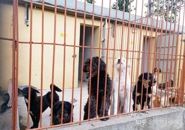 狗舍用什么狗粮？ - 知乎