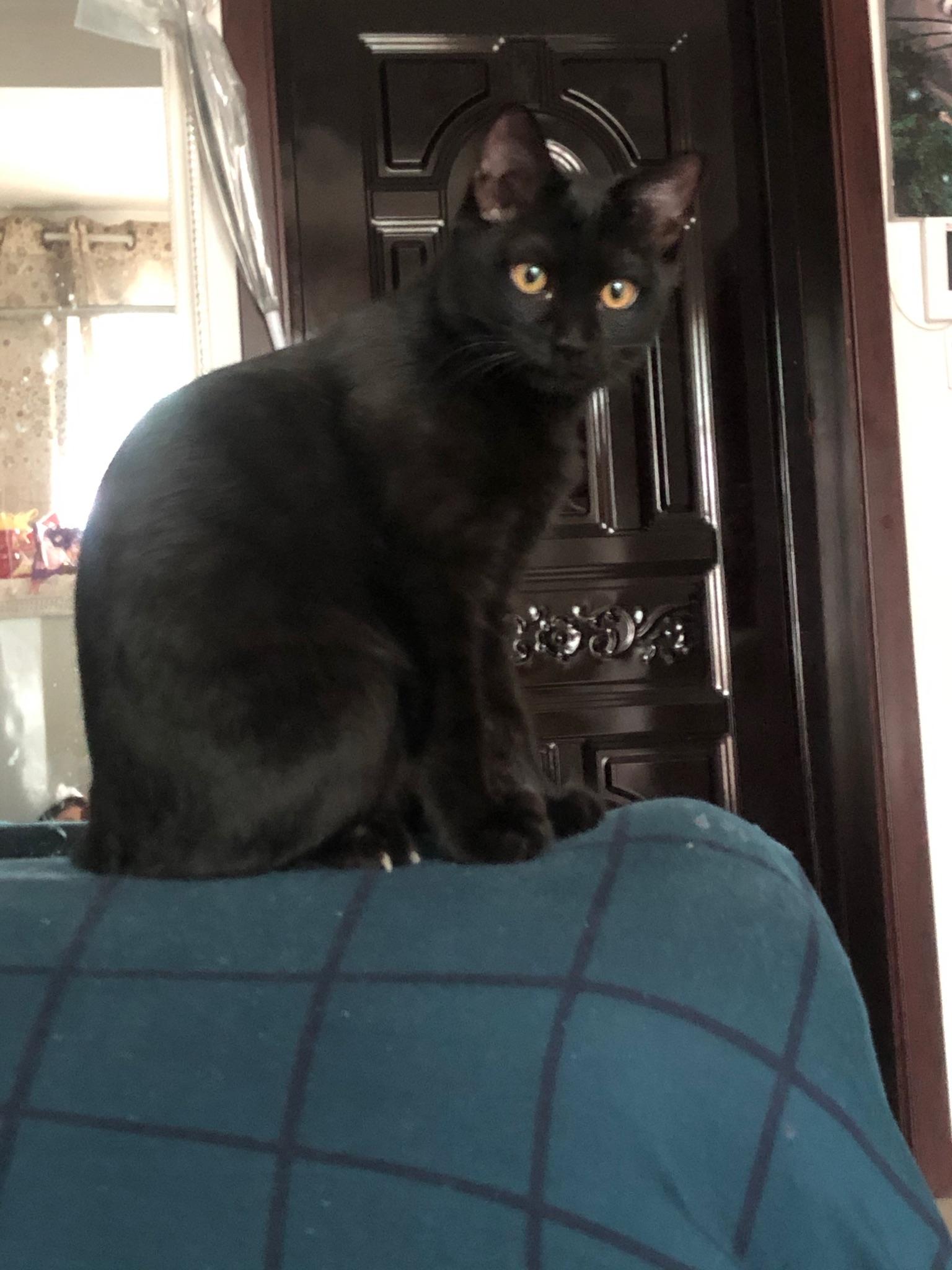 怎么看小猫有没有配上 v2-f2682c46c3d311e09d4cc2bf5ffb0e90_r.jpg