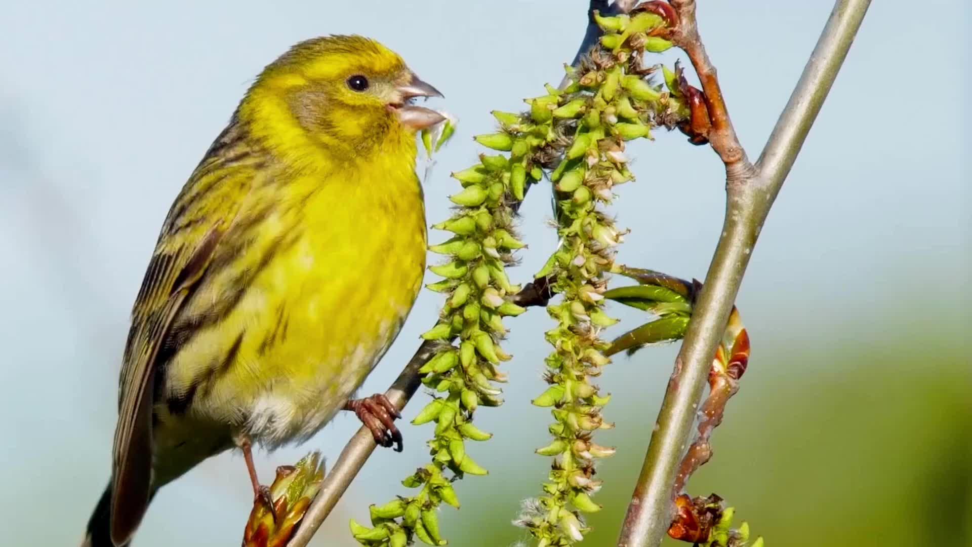 野生金丝雀叫声名列10大好听的鸣叫鸟来听听它的叫声