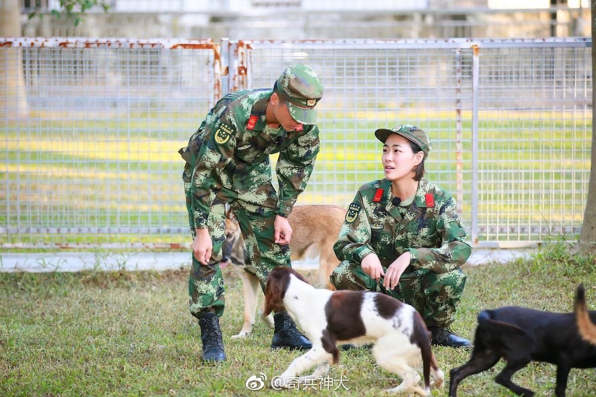 创新走进警犬日常 奇兵神犬 用综艺视角解构人犬战友情 知乎