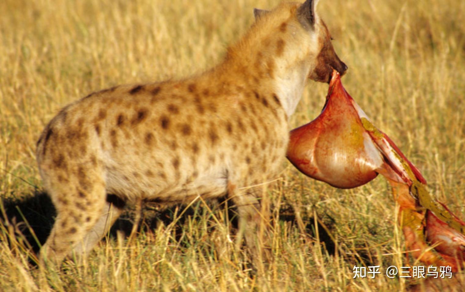 科普丨为什么动物捕猎后优先吃内脏？-百货之家
