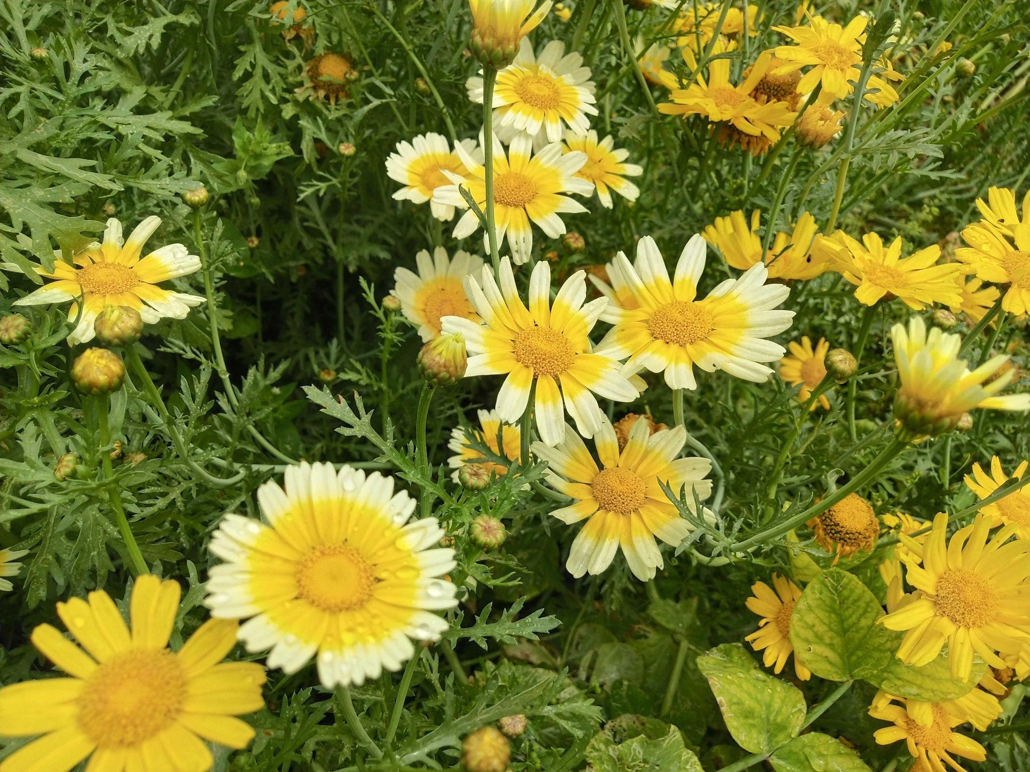 茼蒿菜怎么做好吃? - 知乎