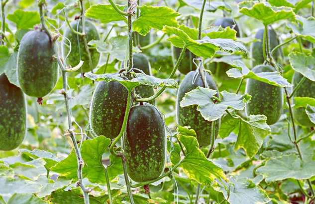 冬瓜藤水煎液对于脱肛症有独到之效,鲜汁用于洗面,洗澡,可增白皮肤,使
