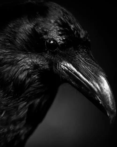 14.乌鸦摄影图集