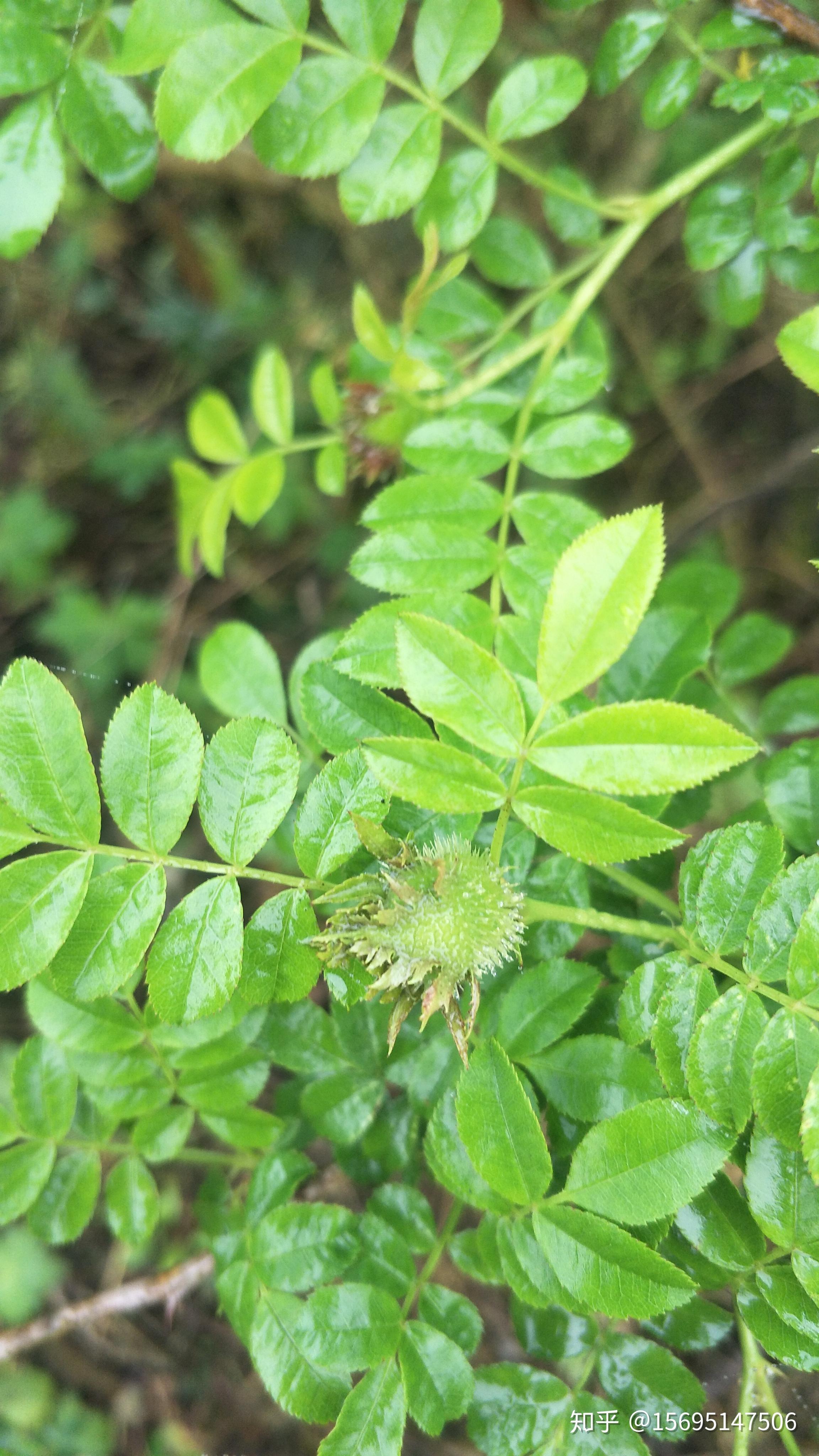 刺梨开花前的果实清晰照片大家快来围观