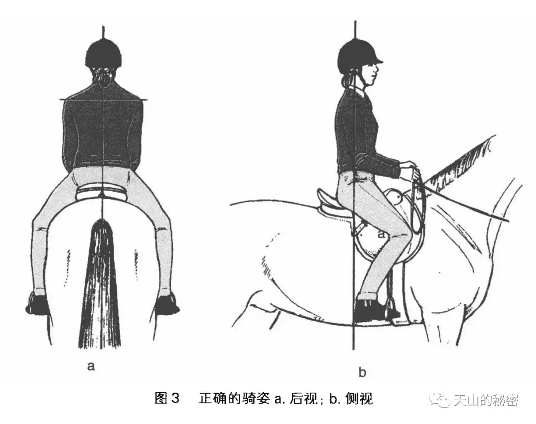 骑马正确的坐姿是怎样的