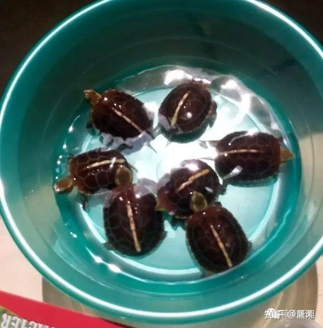 黄缘蛋蛋的孵化