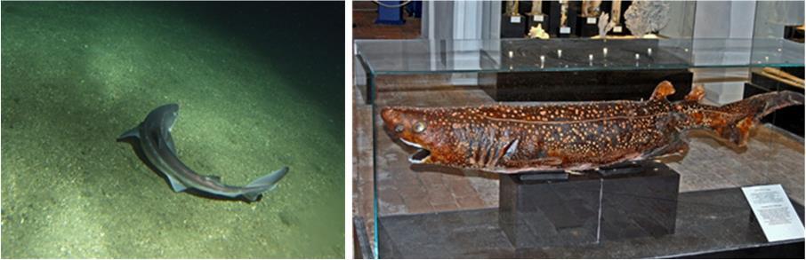 4.  棘鲨科echinorhinidae