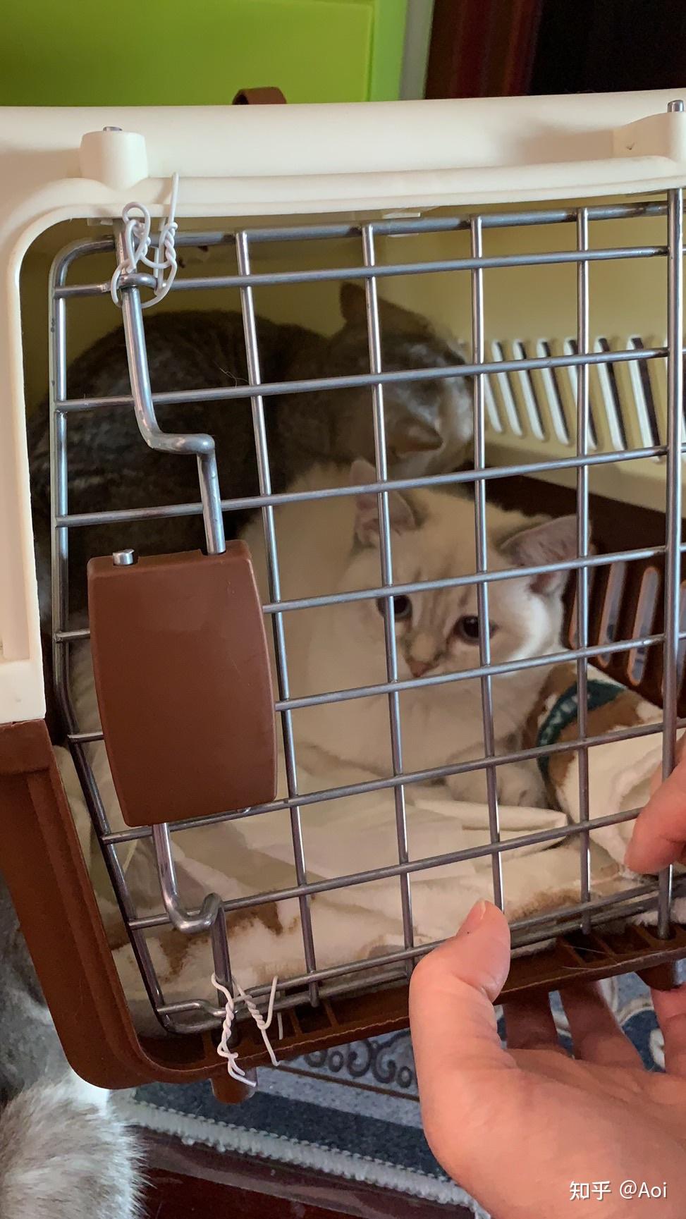 为什么网上的猫舍大多都在辽宁? - 知乎