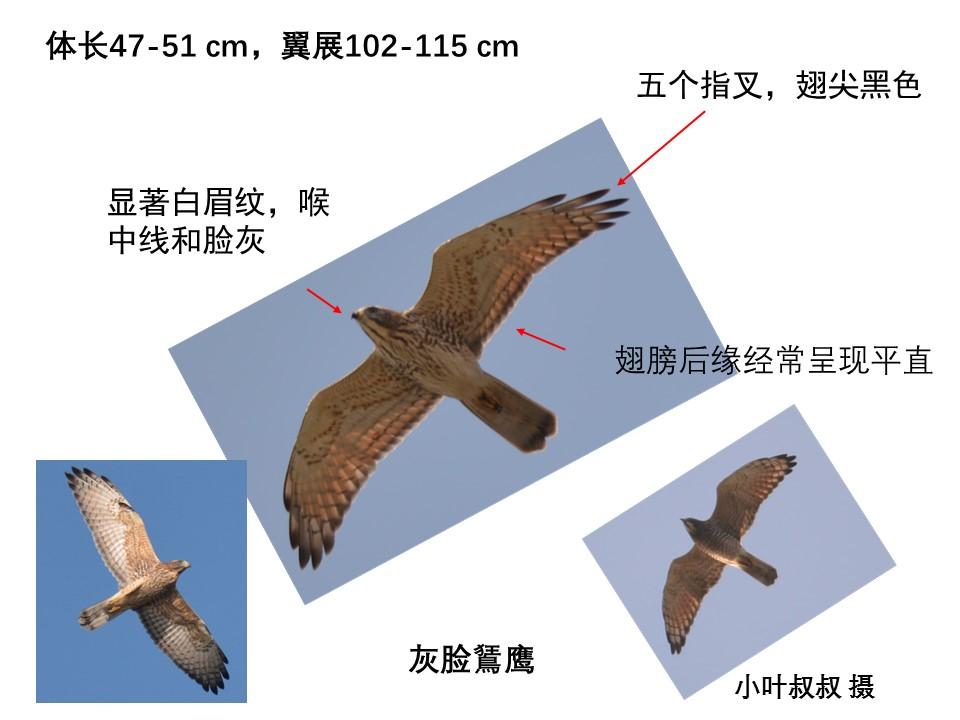 67老铁山观鹰记67