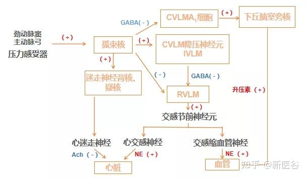 谷谷给你解析血压控制机制