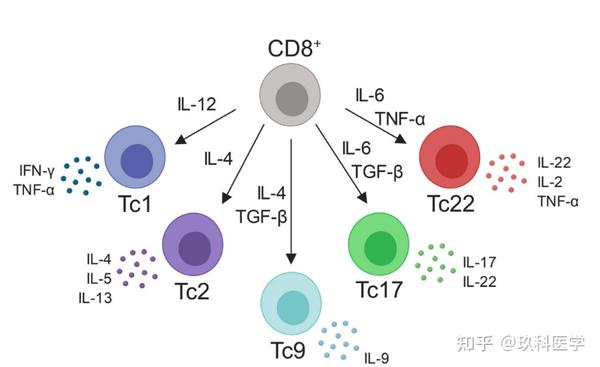 国自然热点追踪 Cd8 T细胞亚群在抗肿瘤免疫中的作用 知乎