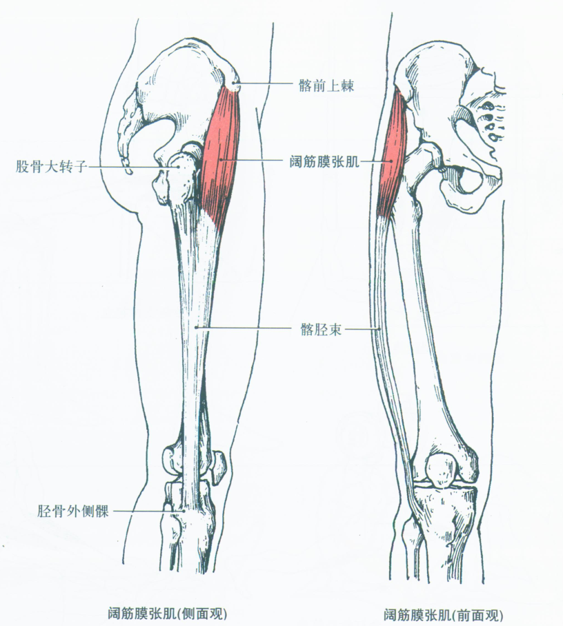 部位:大腿前外侧,包在大腿阔筋膜鞘内起点:髂前上棘