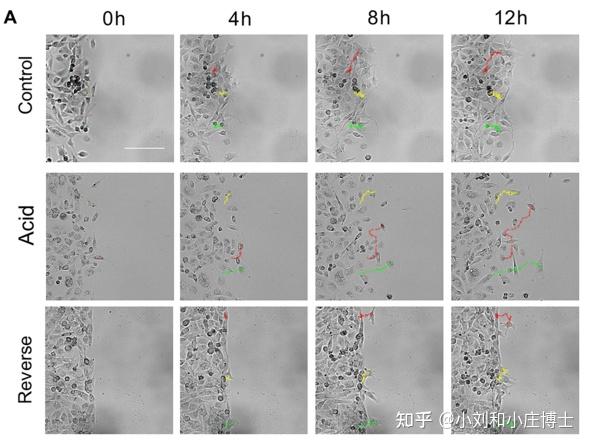 细胞划痕实验结果图图片