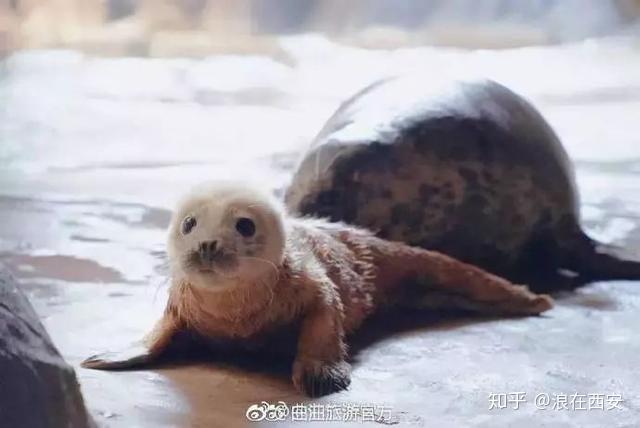 西安曲江海洋极地馆的这只小海豹成了新晋网红 软萌高甜 - 知乎