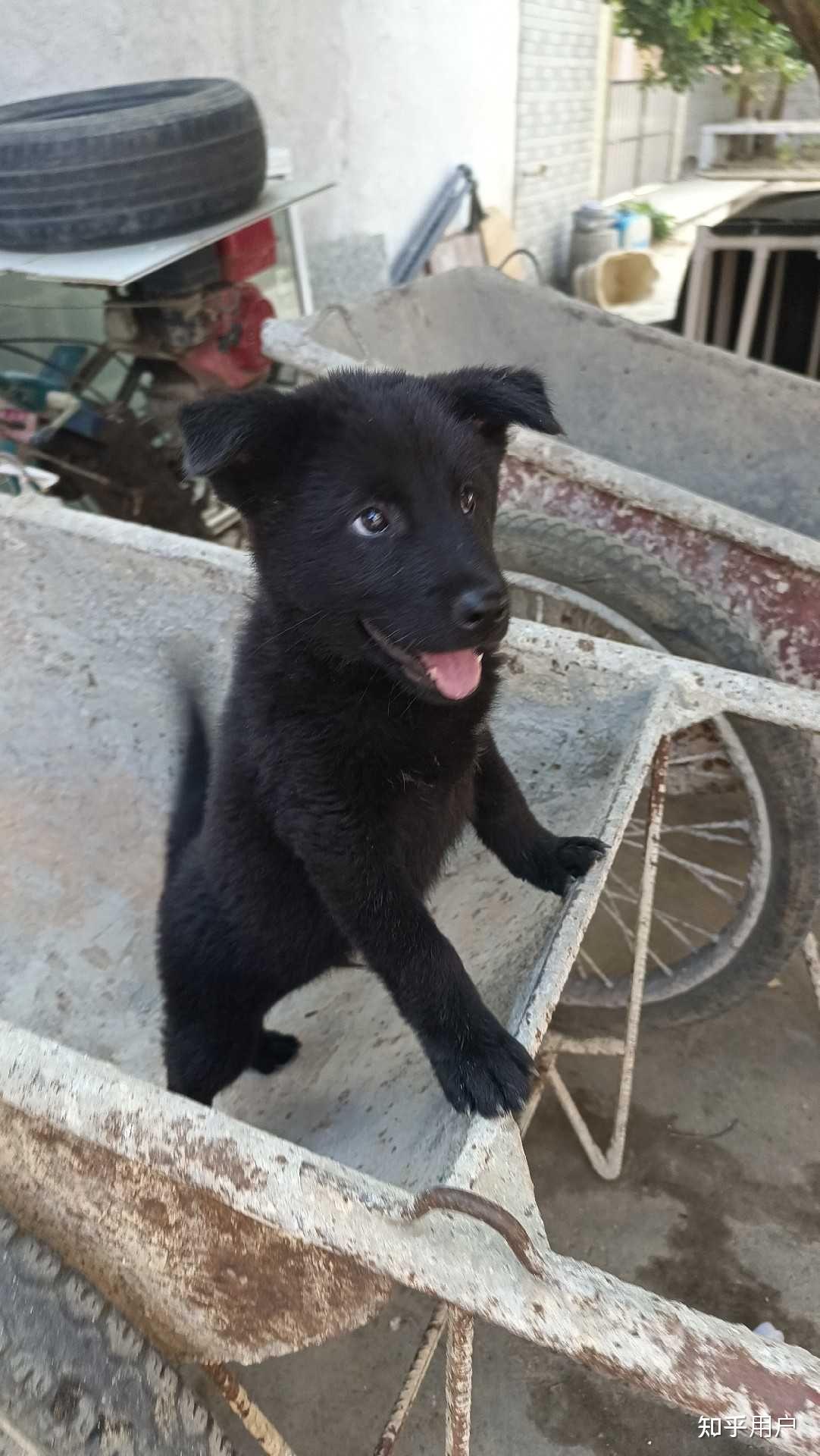 德牧土狗串串图片