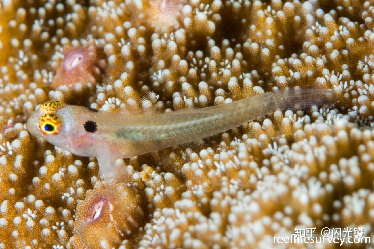 世界上最小的鱼是什么? - 知乎