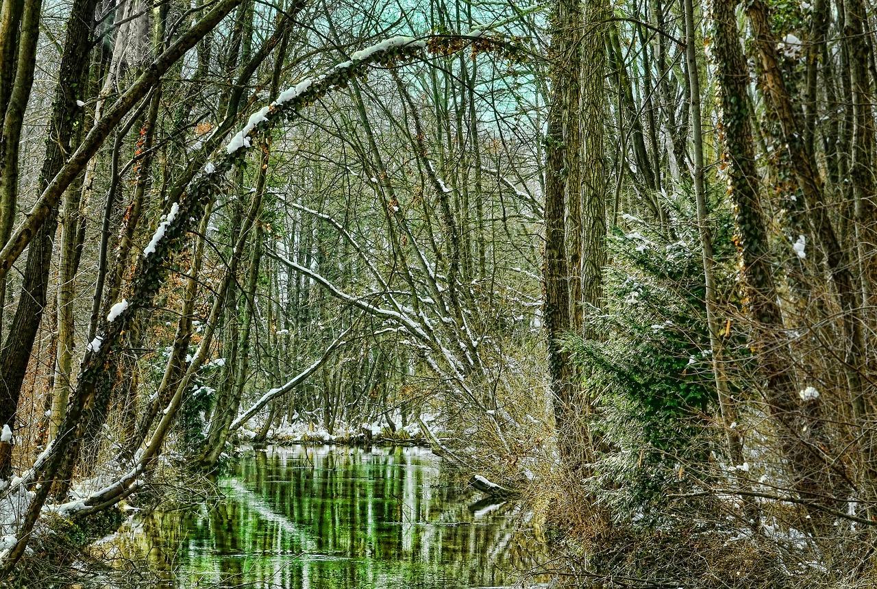 4. 阳木植物选择