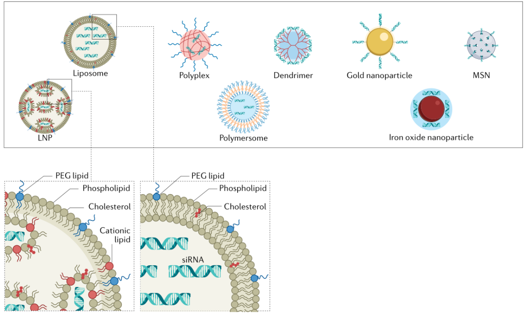 递送核酸药物的三大纳米载体系统