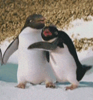 企鹅拥抱表情包图片