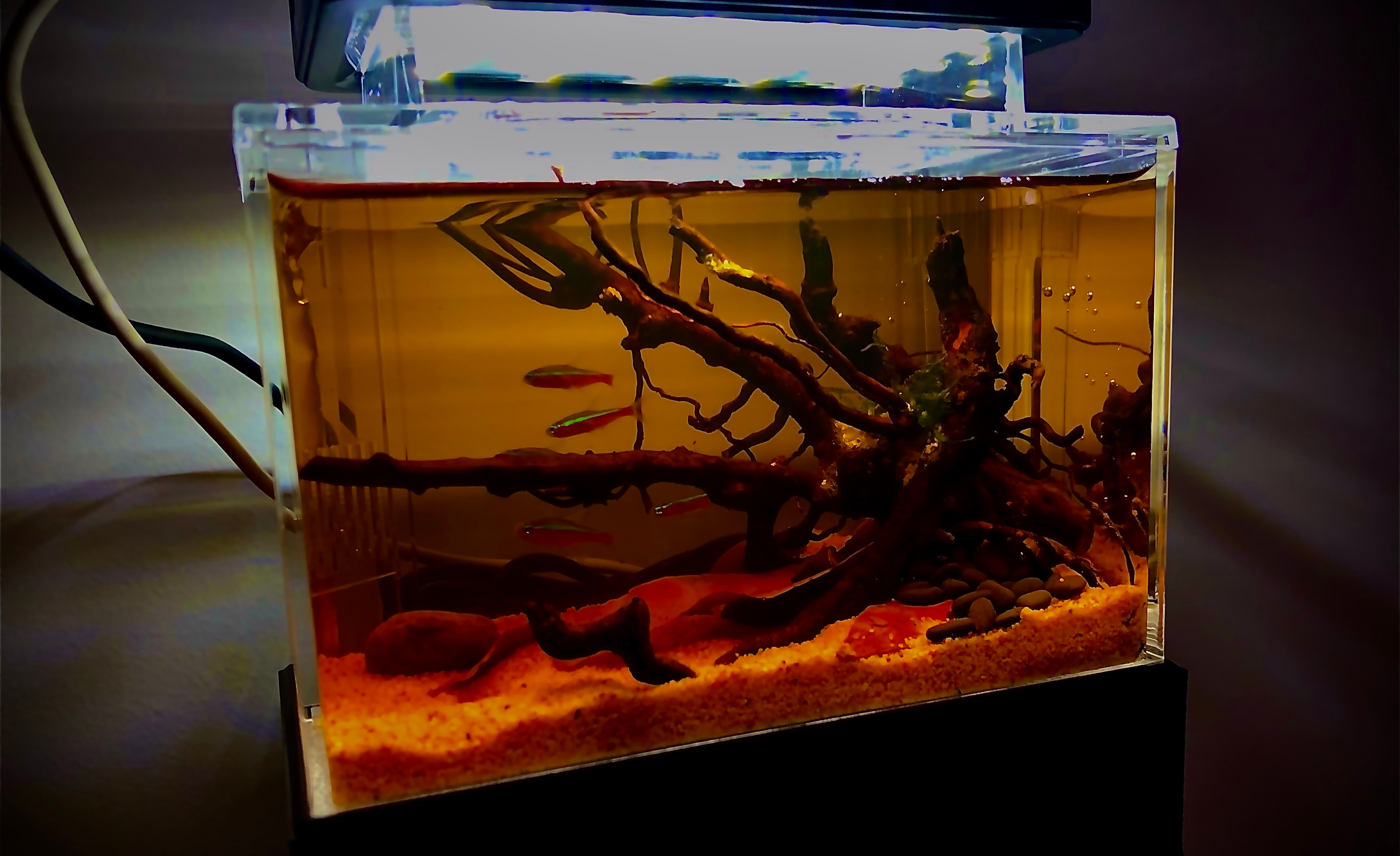 南美风的超级小缸,挺合适摆在书桌案头的 - 知乎