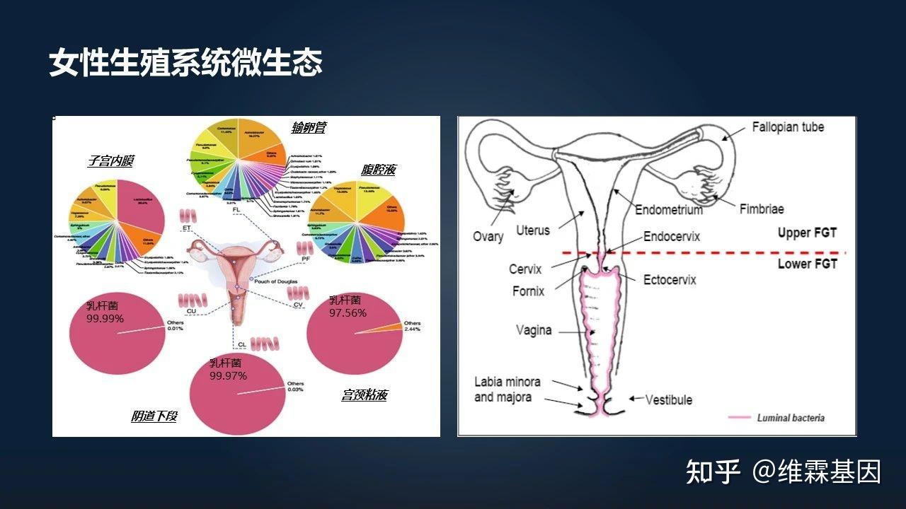 Vorlage: 肖冰冰:21分钟一览阴道微生态研究前沿 - 知乎 肖冰冰:21分钟一览阴道微生态研究前沿 - 知乎 Bildidee