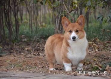 柯基从骨折到痊愈治疗费用 知乎