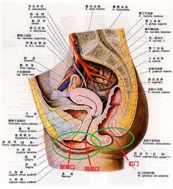 女性尿道解剖学结构图片