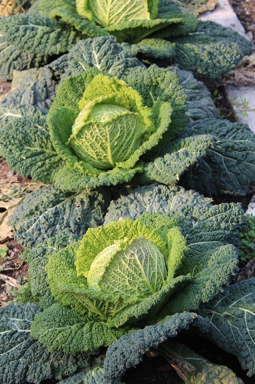 适合室内生长的蔬菜