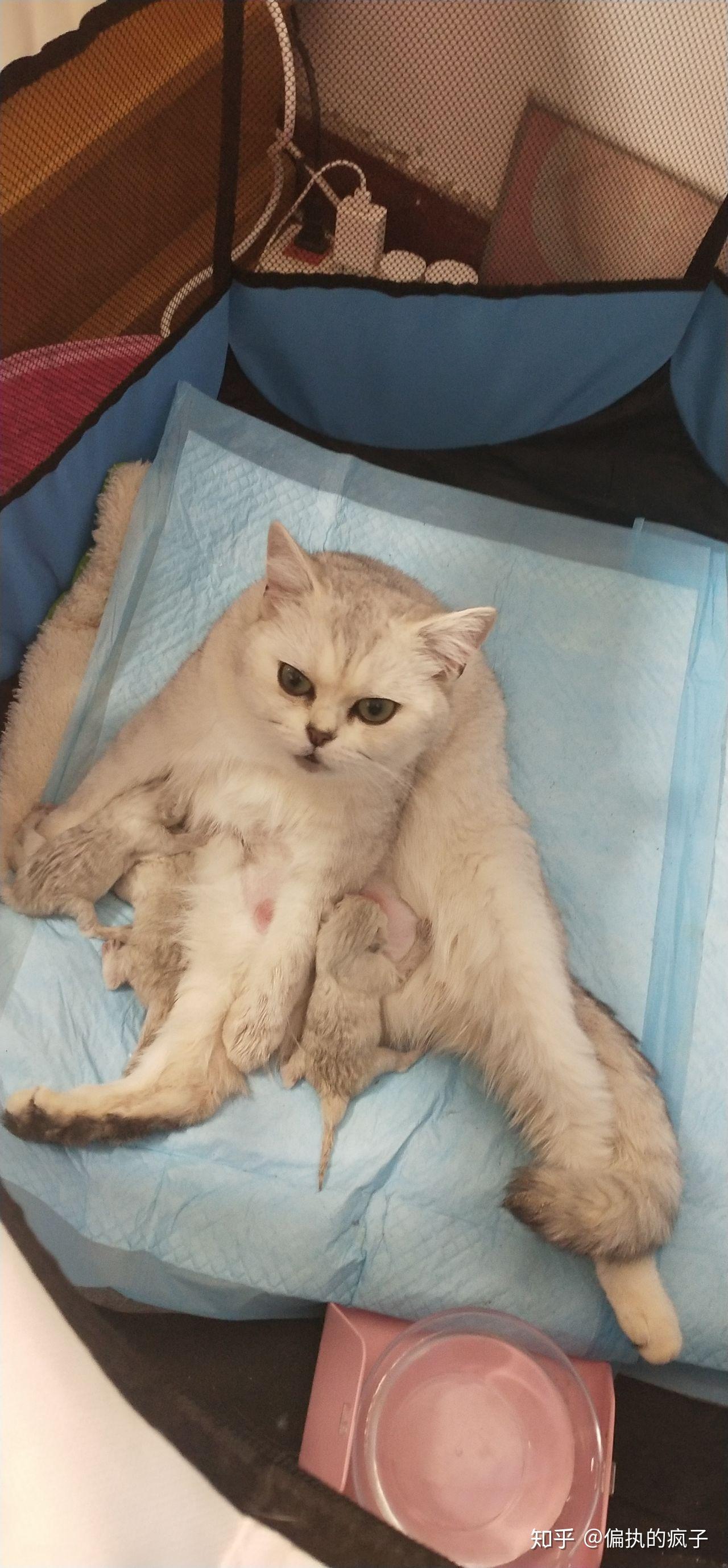 母猫怀孕准备生了要做什么准备? - 知乎