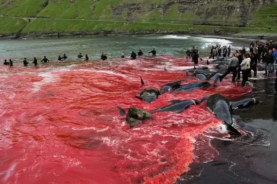 乌合麒麟联合植物学家曾孝濂创作的作品岛画面有哪些值得关注的细节