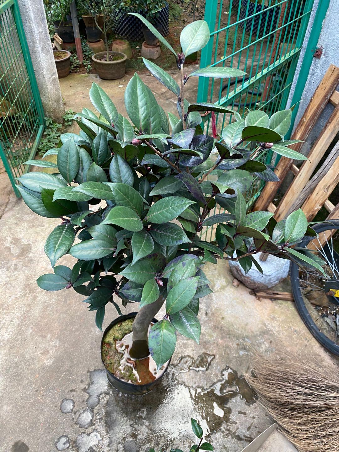 贝拉大玫瑰黑骑士茶花两颗