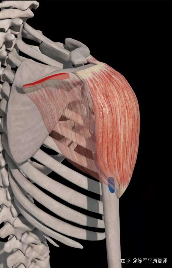 肩肌后面解剖图图片