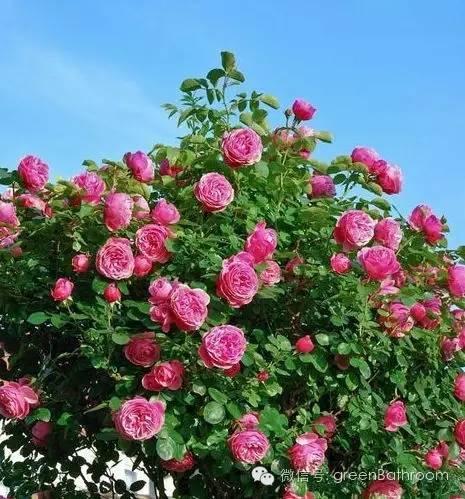 再也不怕不懂施肥 施肥全攻略 下 技能 知乎