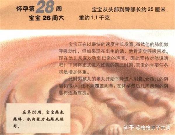 育儿说 怀孕周期怎么算 28周算7个月吗 知乎