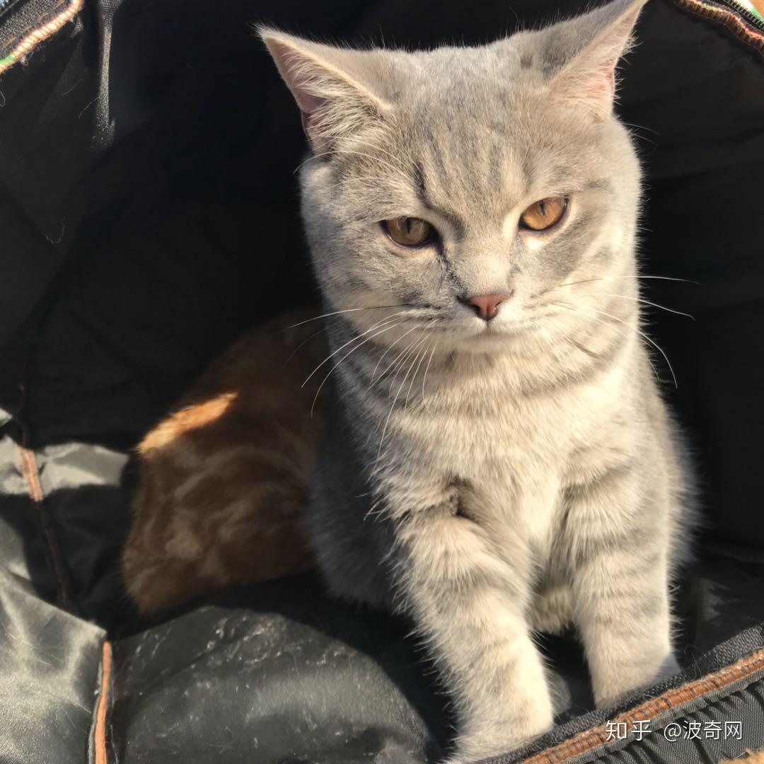 吸猫大会英短混血猫十六