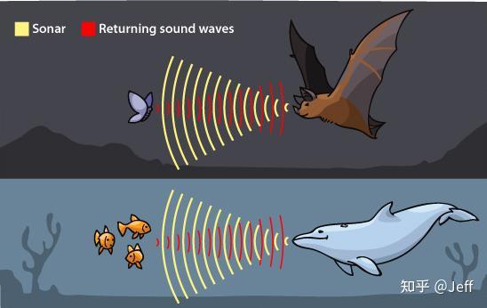 蝙蝠超声波原理图片