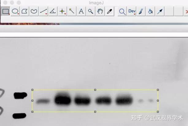 科研干货丨你用Image J测到了WB条带灰度值准确吗? - 知乎