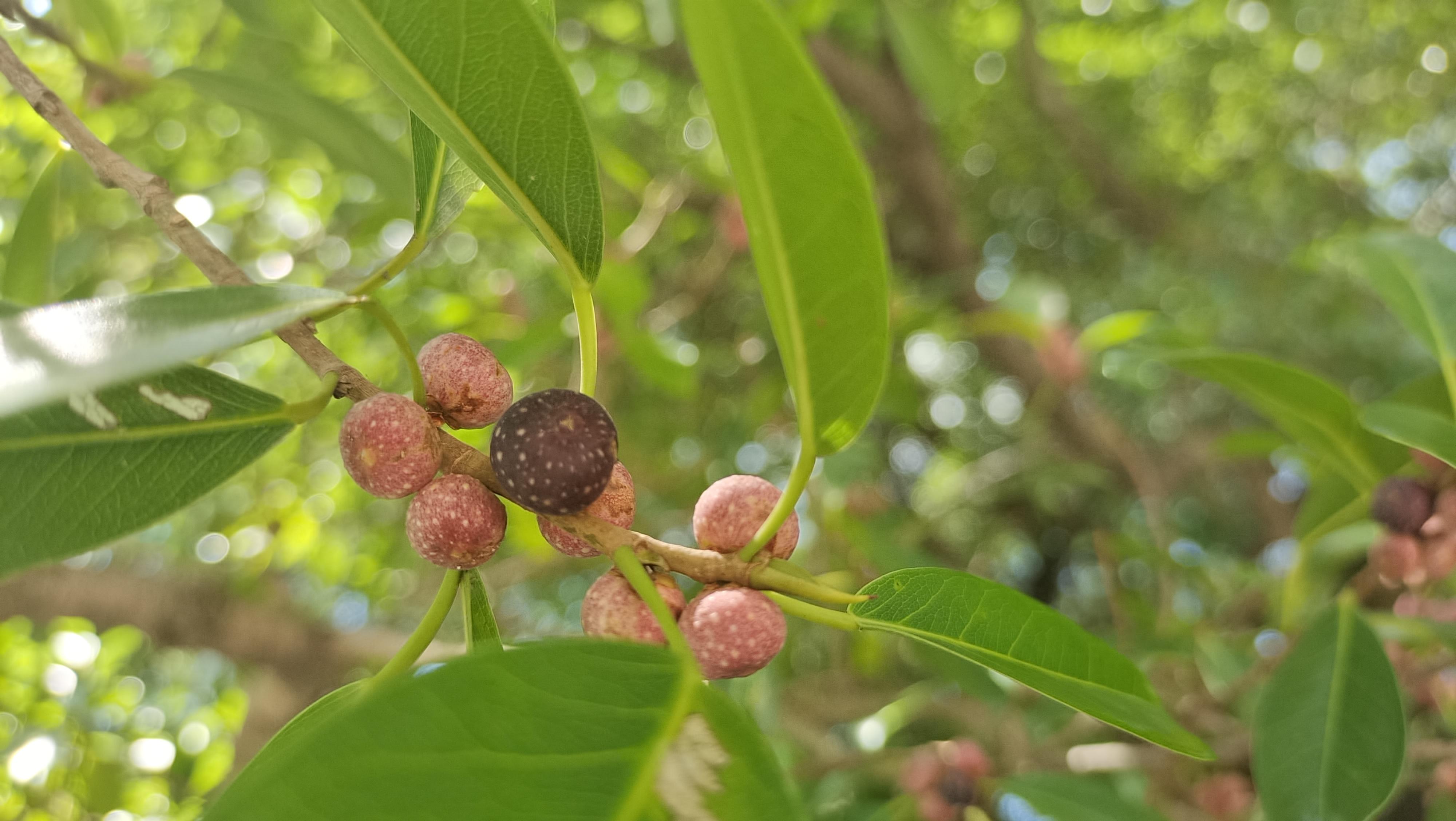 吉安随拍榕树果实