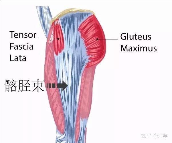 髋关节弹响13种病理原因分析