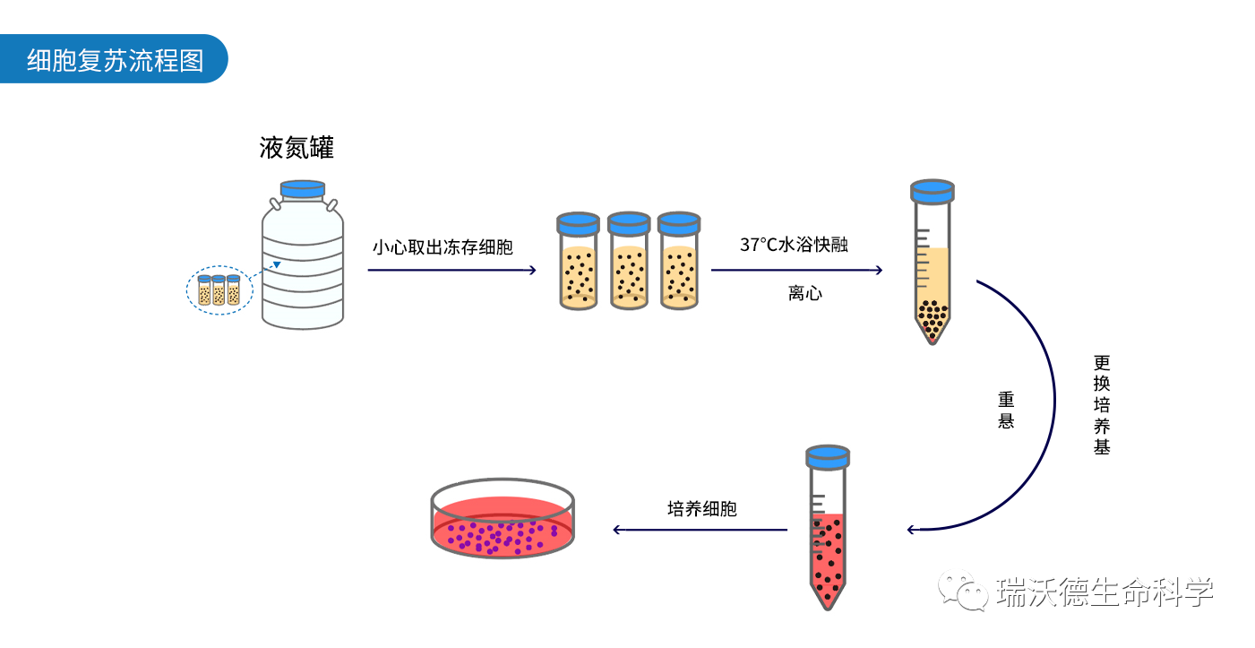 缓慢用移液枪吸去上清,加入适量浓度和体积的完全培养基,重悬细胞沉淀