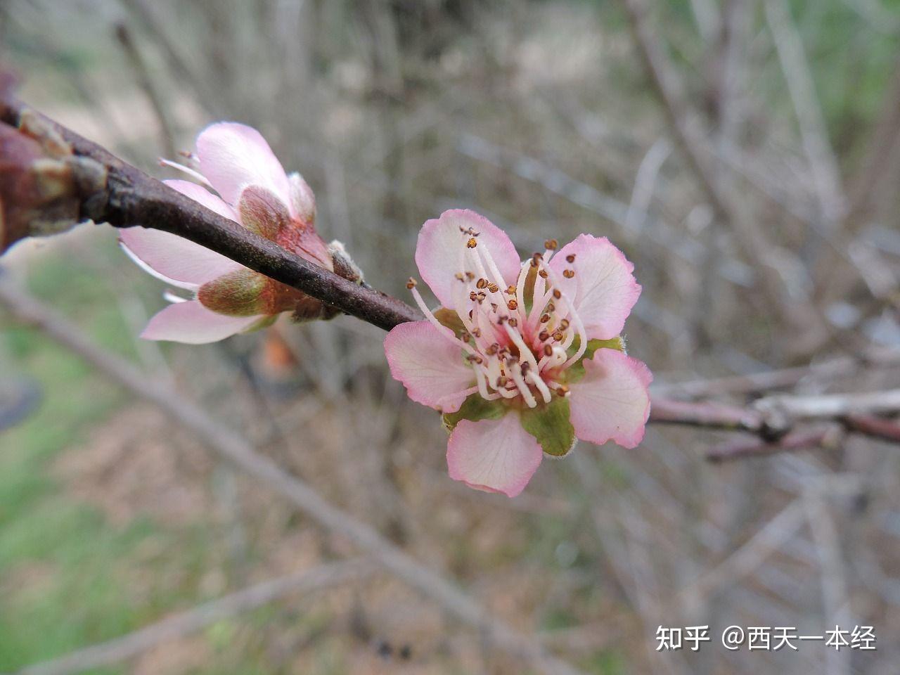 春雨贵如油点滴无白流古诗里的春雨也是贵气十足