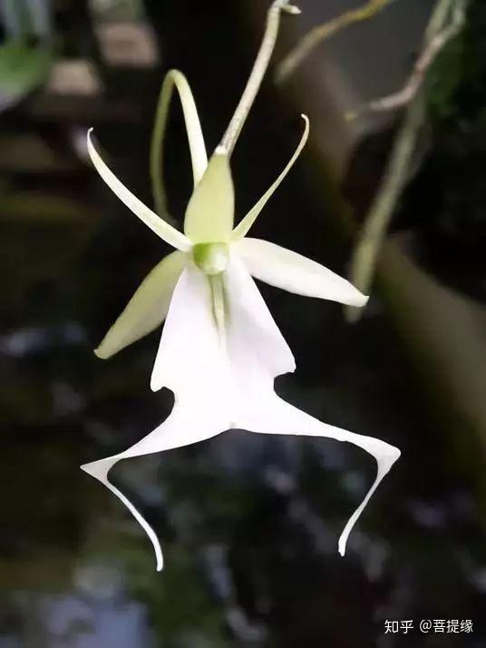 天价!天价!名贵植物排行,令人大开眼界 - 知乎