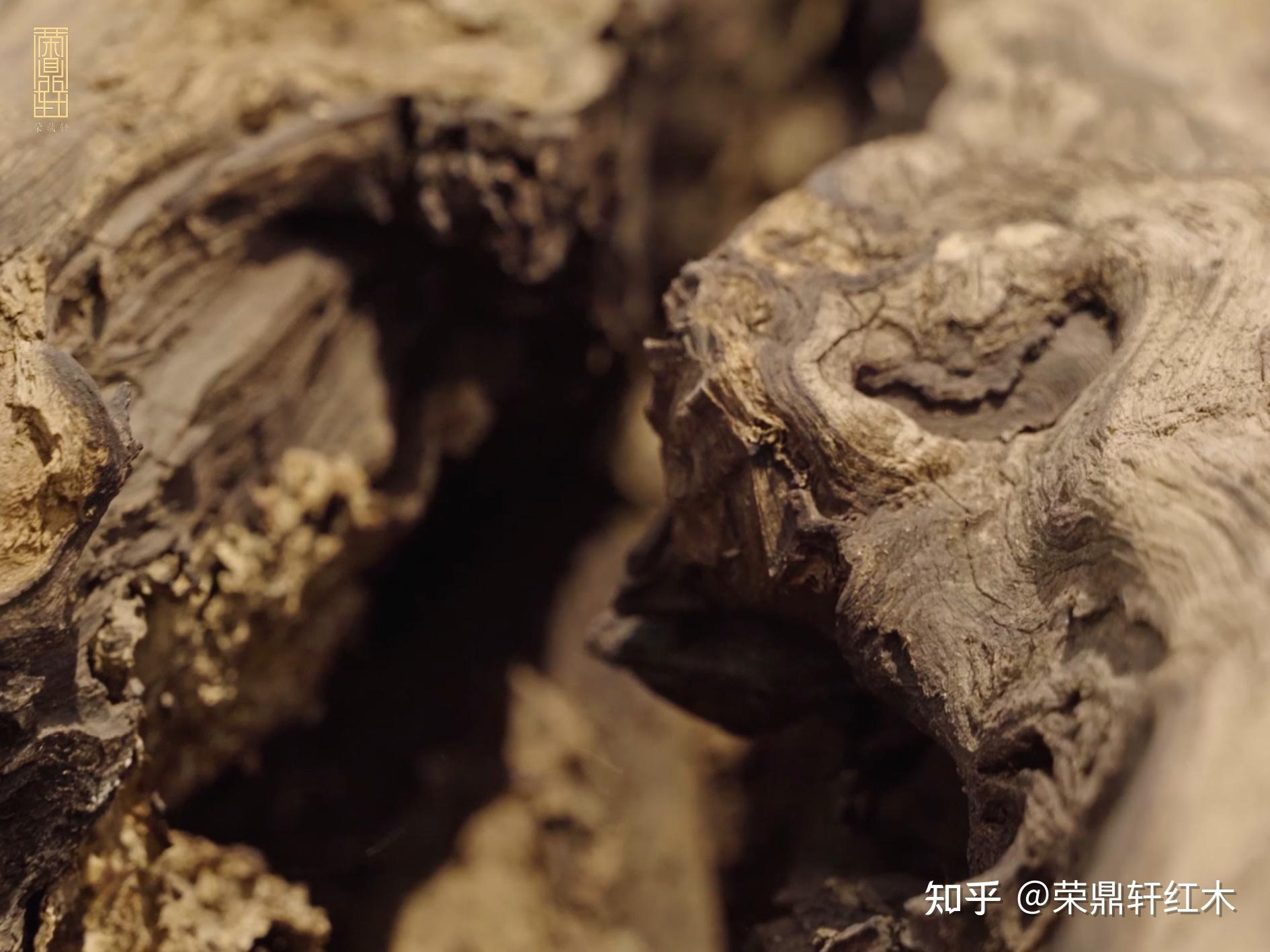 树瘤,是伤痕,更是艺术 - 知乎