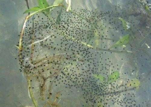 连续四年都未监测到中华鲟自然繁殖增殖放流有用吗