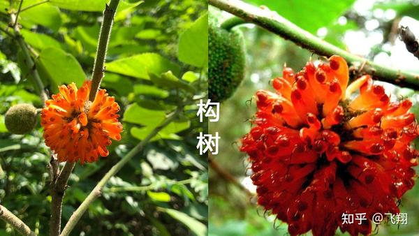 《山海经图解第二篇:迷榖》一种神奇的树 - 知乎