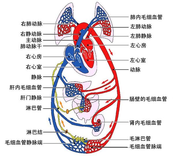 肺循环和体循环途径图片